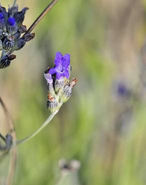 Fotografia 3 da espécie Lavandula latifolia no Jardim Botânico UTAD