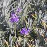 Fotografia 3 da espécie Lavandula angustifolia do Jardim Botânico UTAD