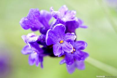 Fotografia da espécie Lavandula angustifolia