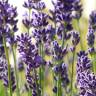 Fotografia 5 da espécie Lavandula angustifolia do Jardim Botânico UTAD