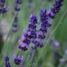 Fotografia 9 da espécie Lavandula angustifolia do Jardim Botânico UTAD