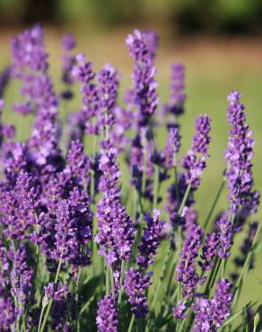 Fotografia 1 da espécie Lavandula angustifolia no Jardim Botânico UTAD