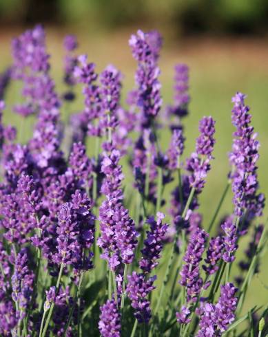 Fotografia de capa Lavandula angustifolia - do Jardim Botânico