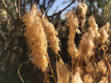 Fotografia da espécie Lamarckia aurea