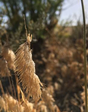 Fotografia 5 da espécie Lamarckia aurea no Jardim Botânico UTAD