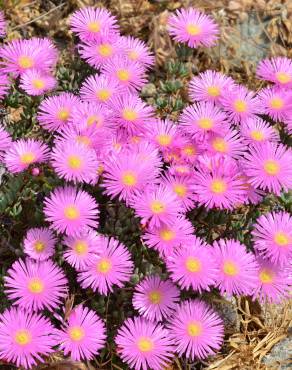 Fotografia 4 da espécie Lampranthus multiradiatus no Jardim Botânico UTAD