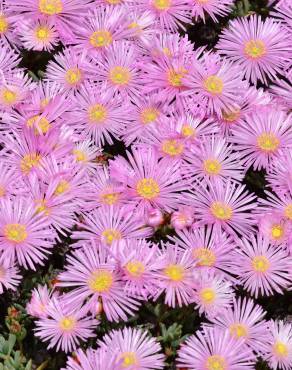 Fotografia 5 da espécie Lampranthus multiradiatus no Jardim Botânico UTAD