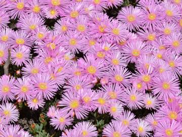 Fotografia da espécie Lampranthus multiradiatus