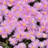 Fotografia 5 da espécie Lampranthus multiradiatus do Jardim Botânico UTAD