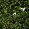 Fotografia 4 da espécie Jasminum officinale do Jardim Botânico UTAD