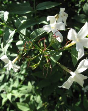 Fotografia 5 da espécie Jasminum officinale no Jardim Botânico UTAD