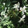 Fotografia 5 da espécie Jasminum officinale do Jardim Botânico UTAD