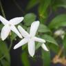 Fotografia 6 da espécie Jasminum officinale do Jardim Botânico UTAD