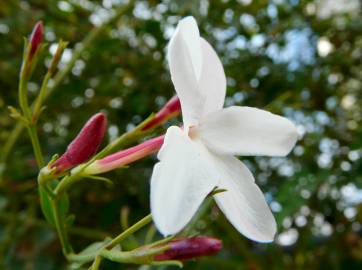 Fotografia da espécie Jasminum officinale