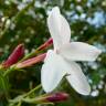 Fotografia 7 da espécie Jasminum officinale do Jardim Botânico UTAD