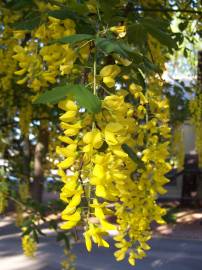 Fotografia da espécie Laburnum x watereri