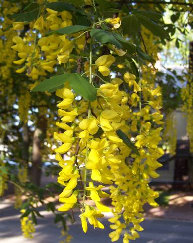 Fotografia de capa Laburnum x watereri - do Jardim Botânico