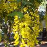 Fotografia 1 da espécie Laburnum x watereri do Jardim Botânico UTAD