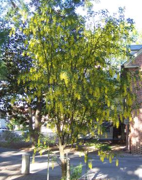 Fotografia 6 da espécie Laburnum x watereri no Jardim Botânico UTAD