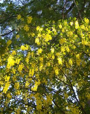 Fotografia 8 da espécie Laburnum x watereri no Jardim Botânico UTAD