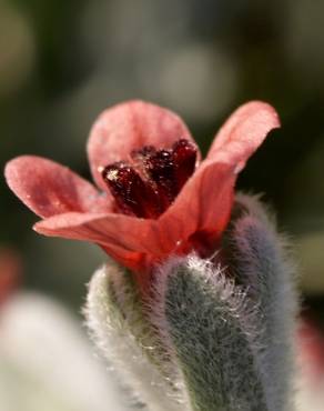 Fotografia 5 da espécie Cynoglossum cheirifolium no Jardim Botânico UTAD