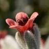 Fotografia 5 da espécie Cynoglossum cheirifolium do Jardim Botânico UTAD