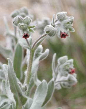 Fotografia 6 da espécie Cynoglossum cheirifolium no Jardim Botânico UTAD