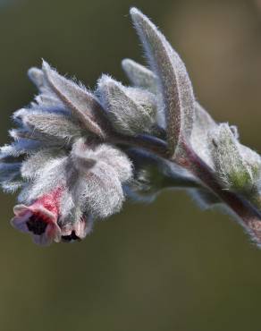 Fotografia 7 da espécie Cynoglossum cheirifolium no Jardim Botânico UTAD