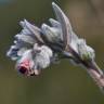 Fotografia 7 da espécie Cynoglossum cheirifolium do Jardim Botânico UTAD