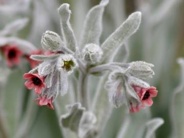 Fotografia da espécie Cynoglossum cheirifolium