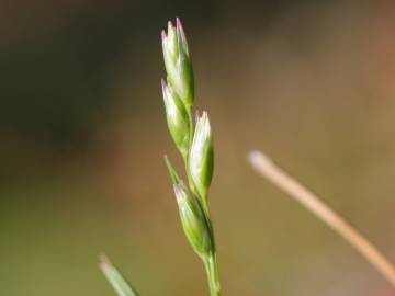 Fotografia da espécie Danthonia decumbens