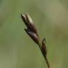 Fotografia 4 da espécie Danthonia decumbens do Jardim Botânico UTAD