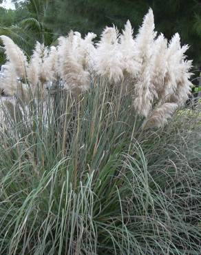 Fotografia 5 da espécie Cortaderia selloana no Jardim Botânico UTAD