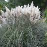 Fotografia 5 da espécie Cortaderia selloana do Jardim Botânico UTAD