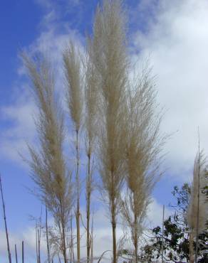 Fotografia 6 da espécie Cortaderia selloana no Jardim Botânico UTAD