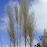 Fotografia 6 da espécie Cortaderia selloana do Jardim Botânico UTAD