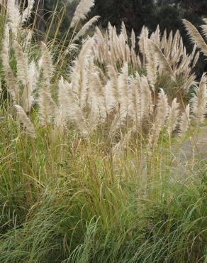 Fotografia 7 da espécie Cortaderia selloana no Jardim Botânico UTAD