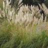 Fotografia 7 da espécie Cortaderia selloana do Jardim Botânico UTAD