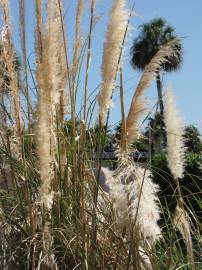 Fotografia da espécie Cortaderia selloana