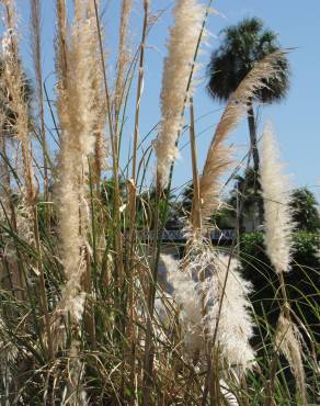 Fotografia 8 da espécie Cortaderia selloana no Jardim Botânico UTAD