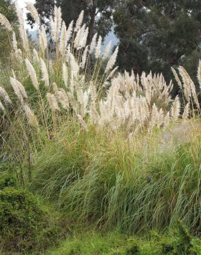 Fotografia 9 da espécie Cortaderia selloana no Jardim Botânico UTAD