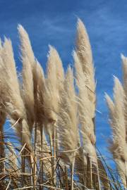 Fotografia da espécie Cortaderia selloana