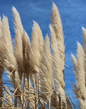 Fotografia 10 da espécie Cortaderia selloana no Jardim Botânico UTAD