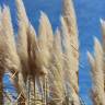 Fotografia 10 da espécie Cortaderia selloana do Jardim Botânico UTAD