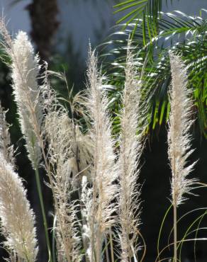 Fotografia 11 da espécie Cortaderia selloana no Jardim Botânico UTAD