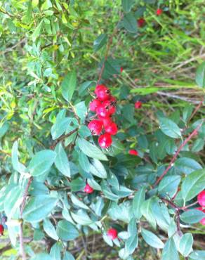 Fotografia 3 da espécie Cotoneaster pannosus no Jardim Botânico UTAD