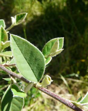 Fotografia 4 da espécie Cotoneaster pannosus no Jardim Botânico UTAD