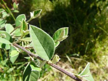 Fotografia da espécie Cotoneaster pannosus