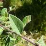 Fotografia 4 da espécie Cotoneaster pannosus do Jardim Botânico UTAD