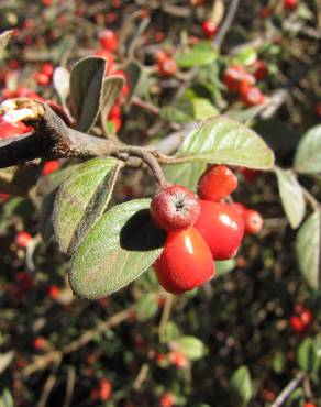 Fotografia 5 da espécie Cotoneaster pannosus no Jardim Botânico UTAD